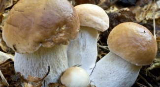 Как варить белые грибы