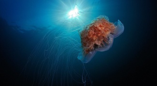 Какой размер имеет самая большая медуза 