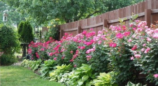What to plant along the fence