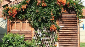 How to grow garden perennial vines