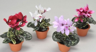 How to choose flower pot for cyclamen