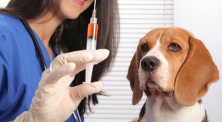 Прививка собаке. Что нужно знать хозяину