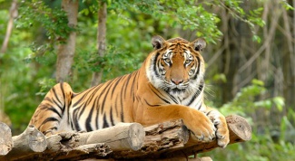 Какие тигры водятся в Индии