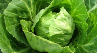 All about cabbage: how to care