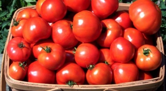 Какие сажать помидоры в средней полосе