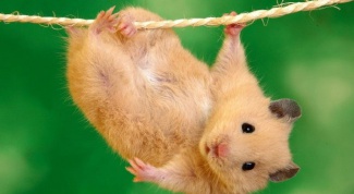 All about hamsters: how to care