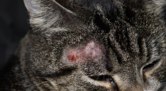 How does ringworm in cats