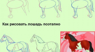 Все о лошадях: как рисовать