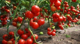 All about tomatoes: how to grow