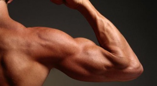 Какие мышцы у человека сильнее всего