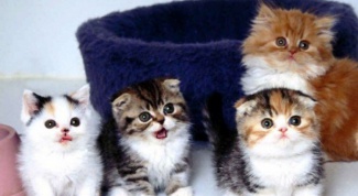 All about kittens: how to care