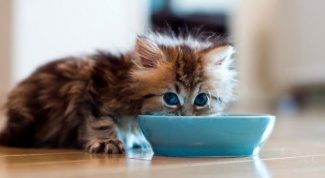 Каким кормом лучше всего кормить котенка