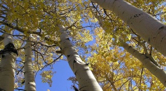 Aspen: looks like this tree