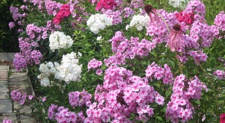 Why Phlox turn yellow, wither and the leaves fall
