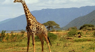 Какое животное самое высокое