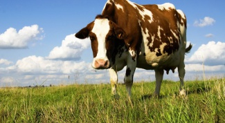 Какие коровы дают больше всего молока
