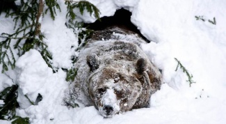 Зачем медведи впадают в спячку