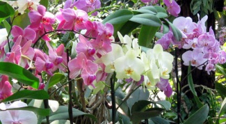 Все про орхидеи: период цветения