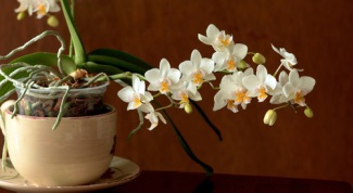 Как выглядят корни у орхидеи
