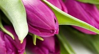 Как выращивать красивые тюльпаны