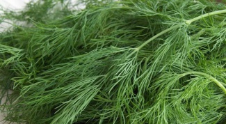How to dry dill for winter