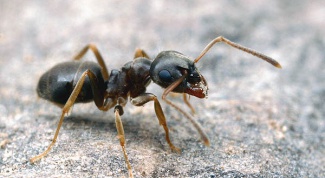 How to get rid of ants in the home garden
