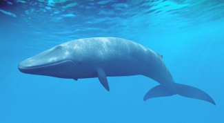 Какое морское животное самое большое по размерам