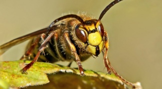 Какие насекомые самые ядовитые в мире