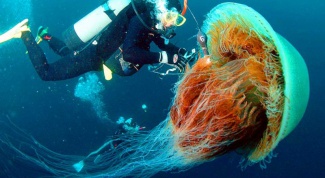 Каких размеров достигает медуза цианея