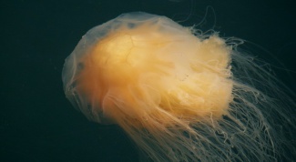 Самые крупные медузы