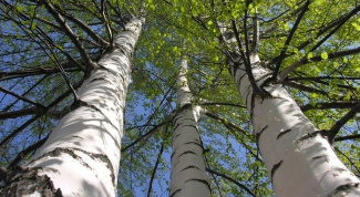 What trees grow in Russia