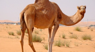 Какие животные обитают в пустыне