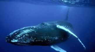 Самые крупные морские животные