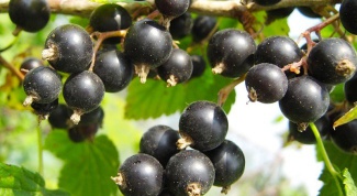 The most delicious varieties of currant