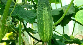 Which cucumbers are the most productive