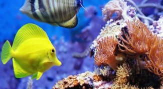 Какие аквариумные рыбки самые неприхотливые