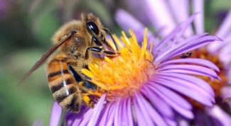 Использование сушеных пчел в нетрадиционной медицине