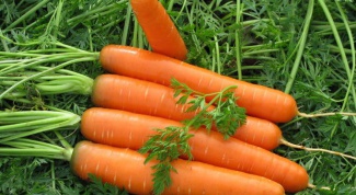 Как вырастить морковь на семена