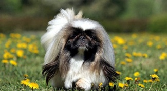 How to care for a Pekingese