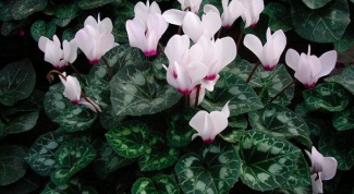  How to transplant a cyclamen