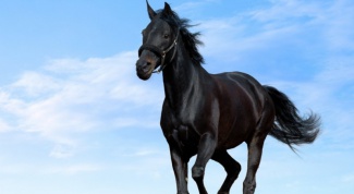 Какие животные были предками современной лошади