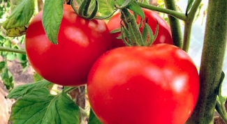 Какие сорта томатов выбрать для посадки
