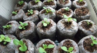 Как проращивать семена в таблетке