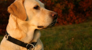 Какие особенности зрения у собак