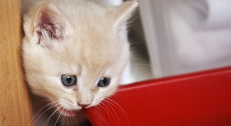 Cat names: how to call a British cat
