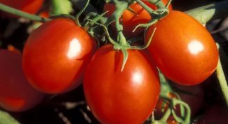 Какие сорта помидоров признаны лучшими