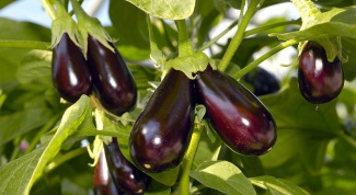 How to grow eggplant in the country