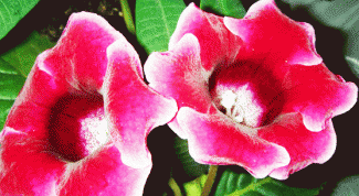 How to plant the seeds of gloxinia