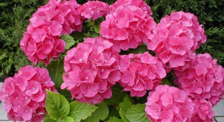 How to transplant potted hydrangeas