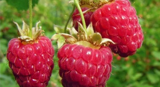 How to handle raspberries